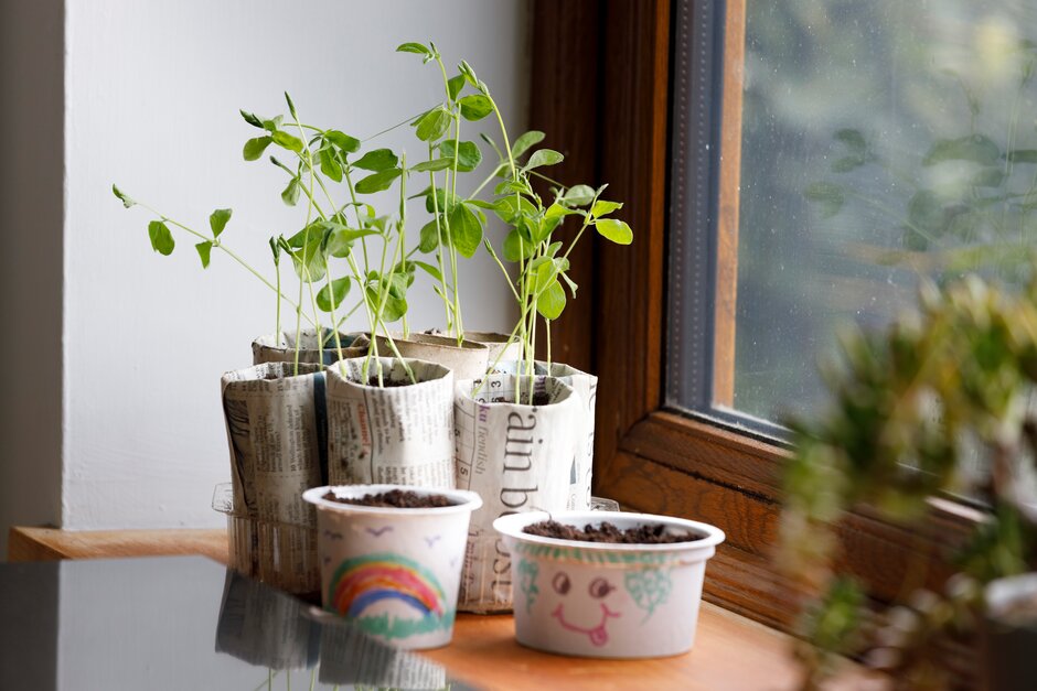 Homemade biodegradable pots, sweet peas and chillies