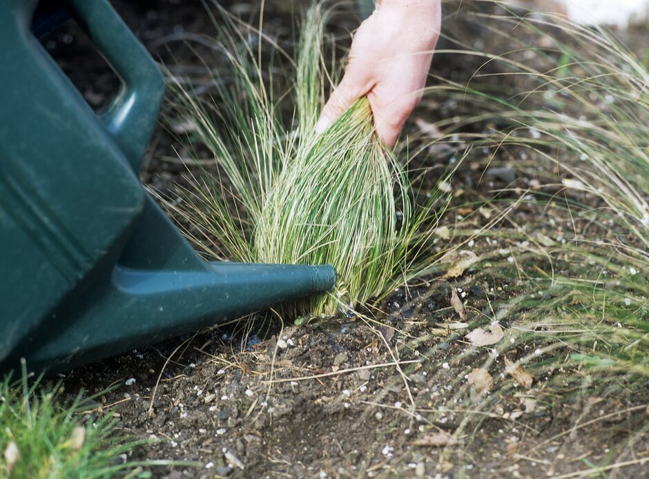 Close-up showing watering of grass with watering can held close and foliage pulled away.