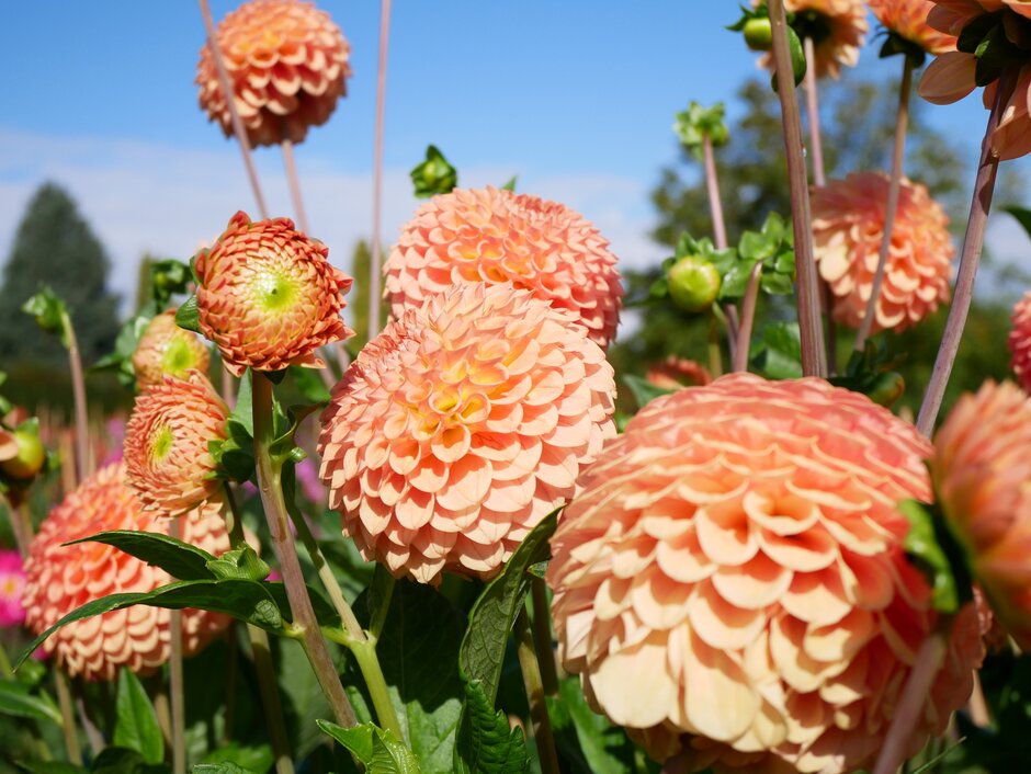 Peach Dahlias