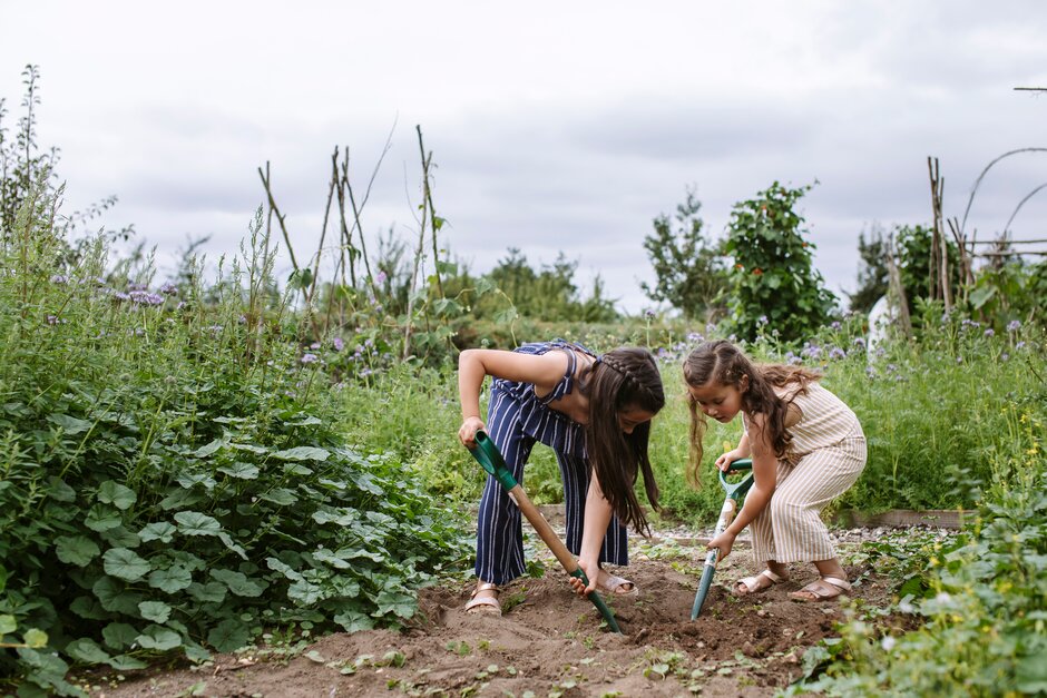 Girls digging on an allotment plot