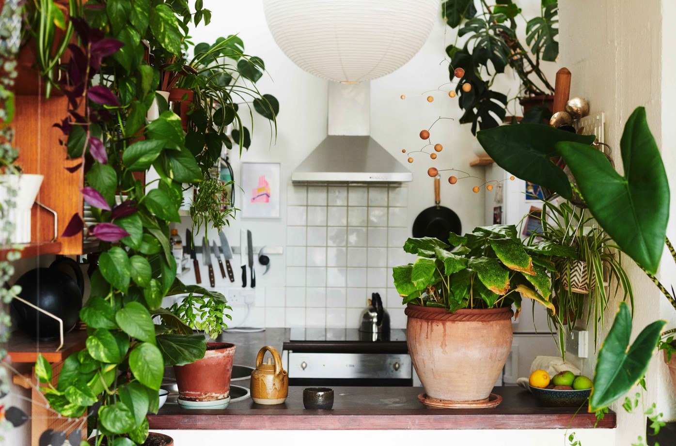 A kitchen filled with plants