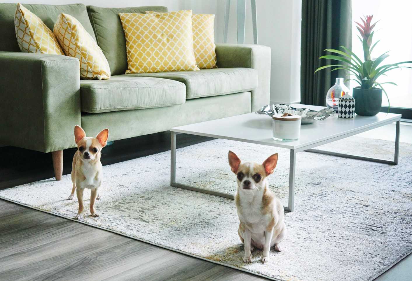 Two dogs sat on a rug, green sofa, coffee table