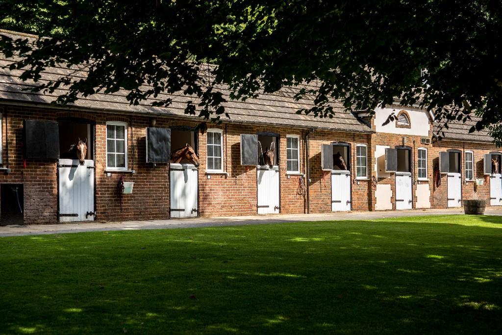 Cheltenham Festival special 5 horse homes