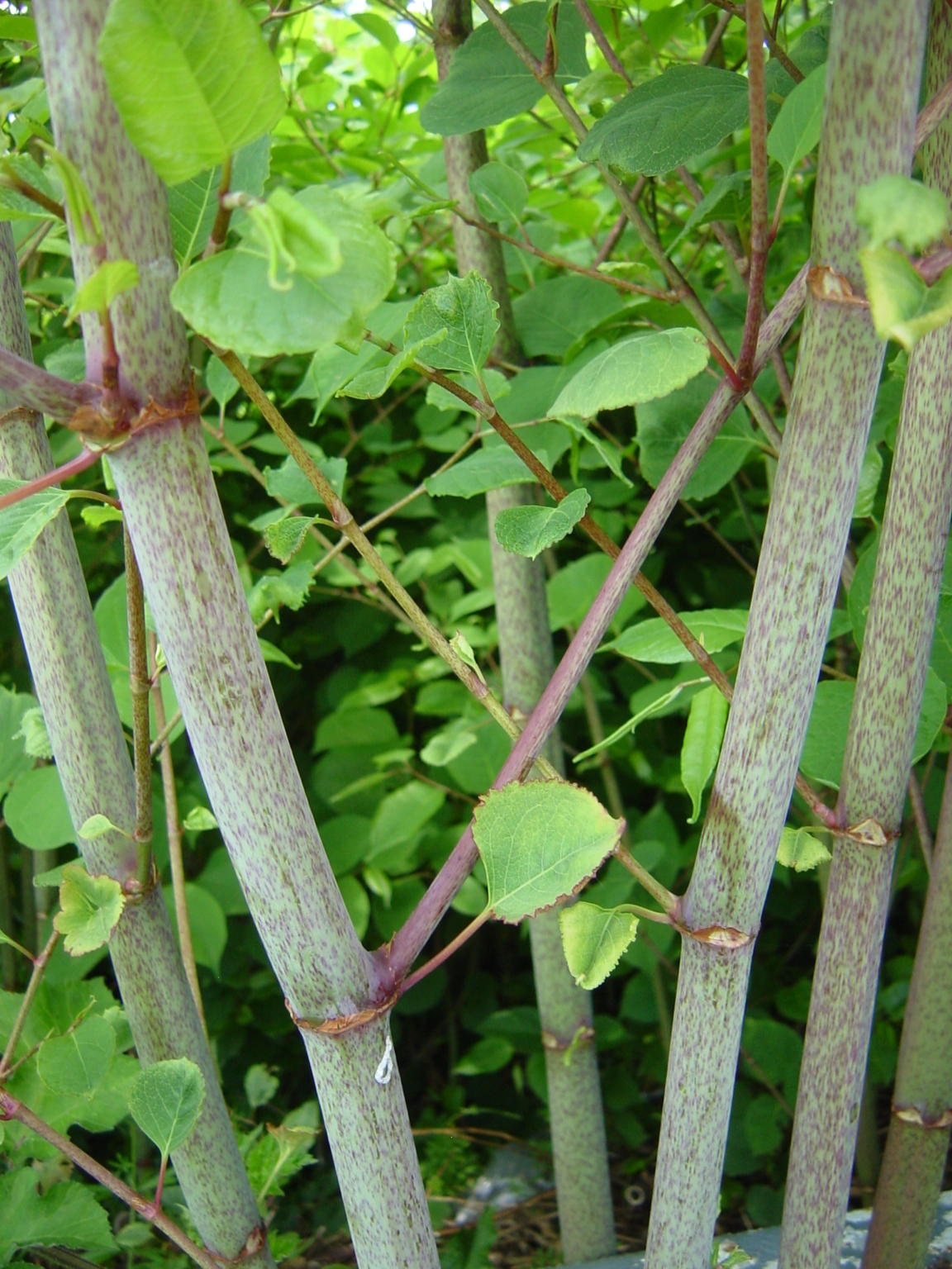 How to identify Japanese knotweed near your home Property blog