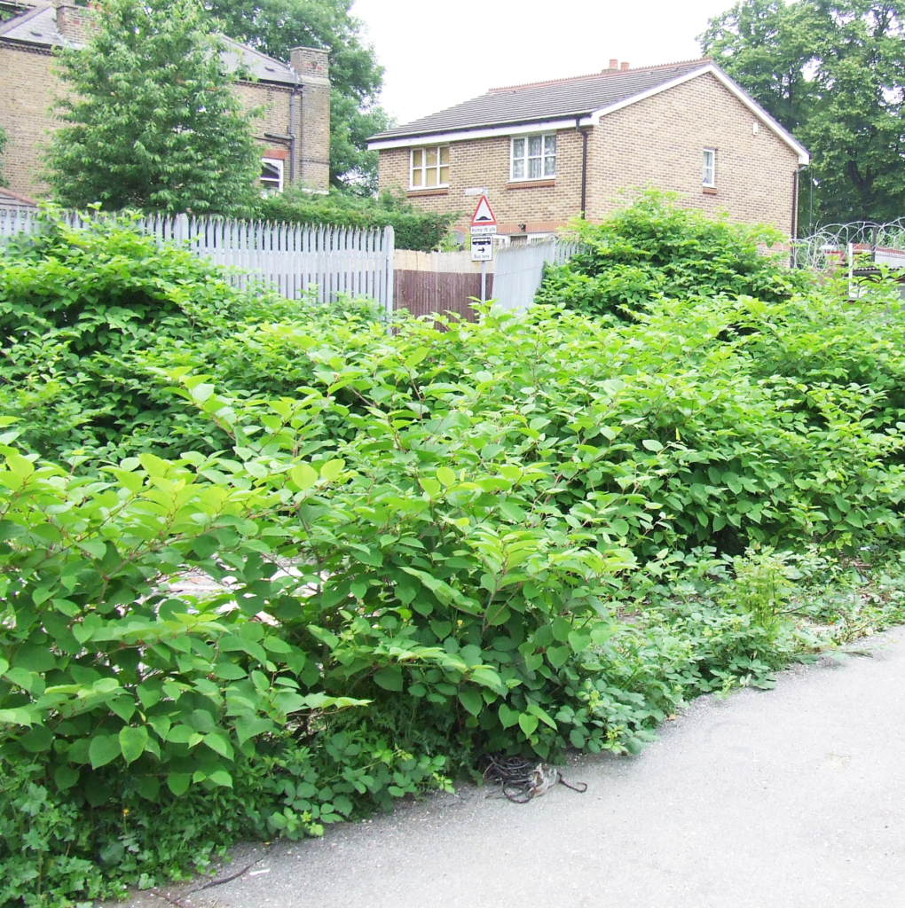 Japanese knotweed