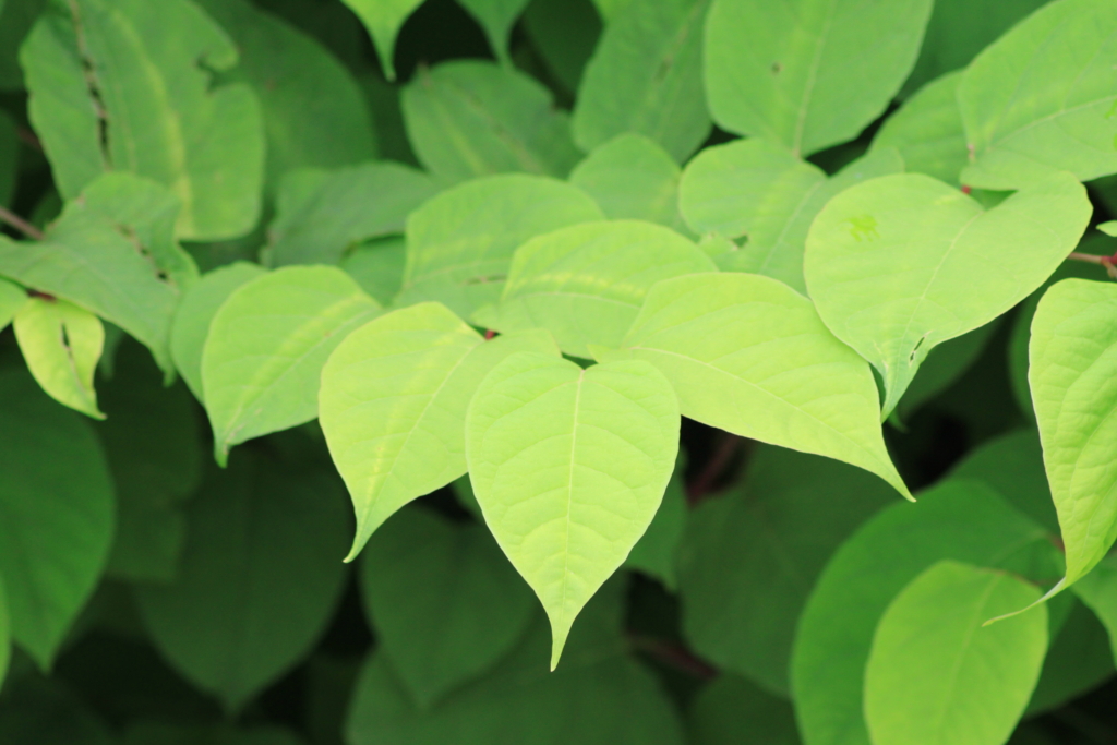 Japanese knotweed