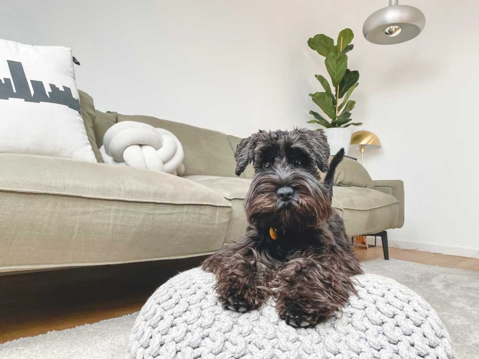 Demand soars for petfriendly rental homes Property news