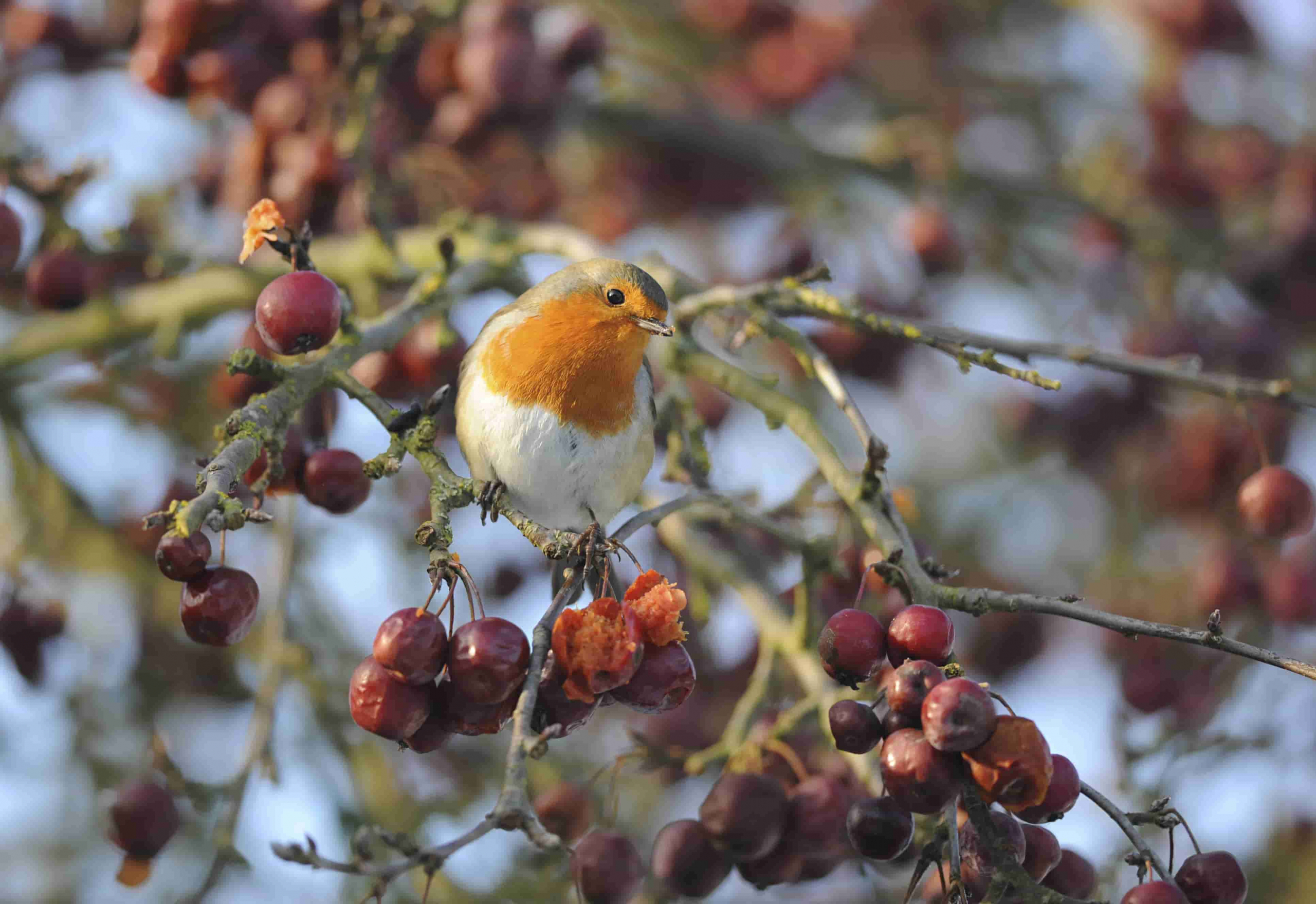 European robin