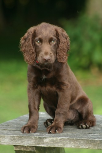 dog