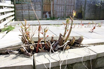 Knotweed coming up though paving slabs