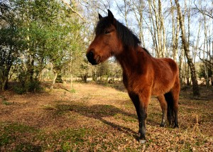 New_Forest_Pony_England