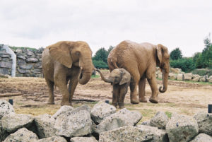 colchester elephants