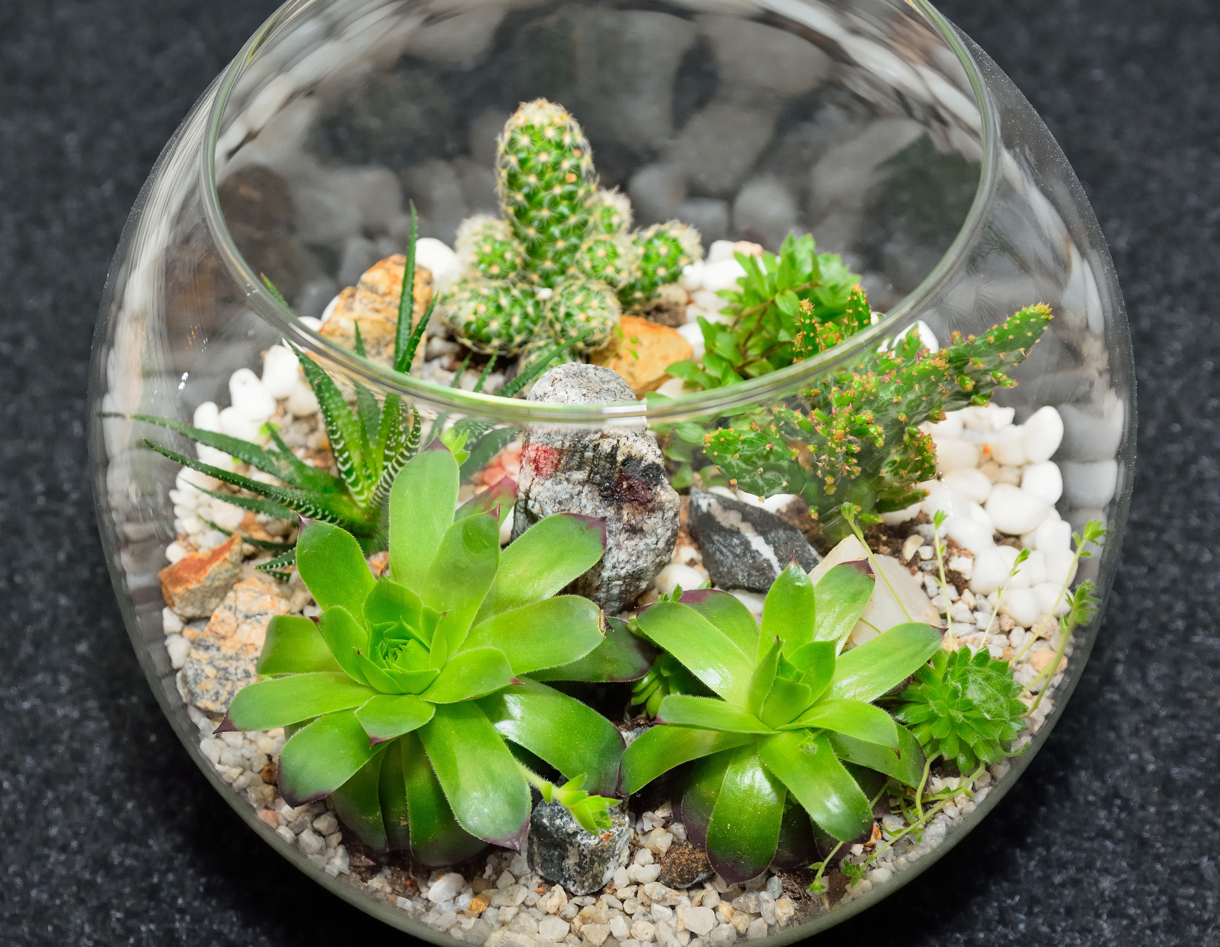 Table top indoor decorative miniature garden in clear glass bubble with cactuses and succulents. Decorative glass vase with succulent and cactus plants. Glass interior terrarium with succulents and cactuses. Top view.