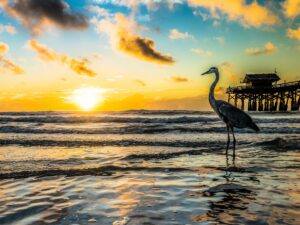 Exotic Bird Standing at The Cocoa Beach Pier along Florida's East Coast.